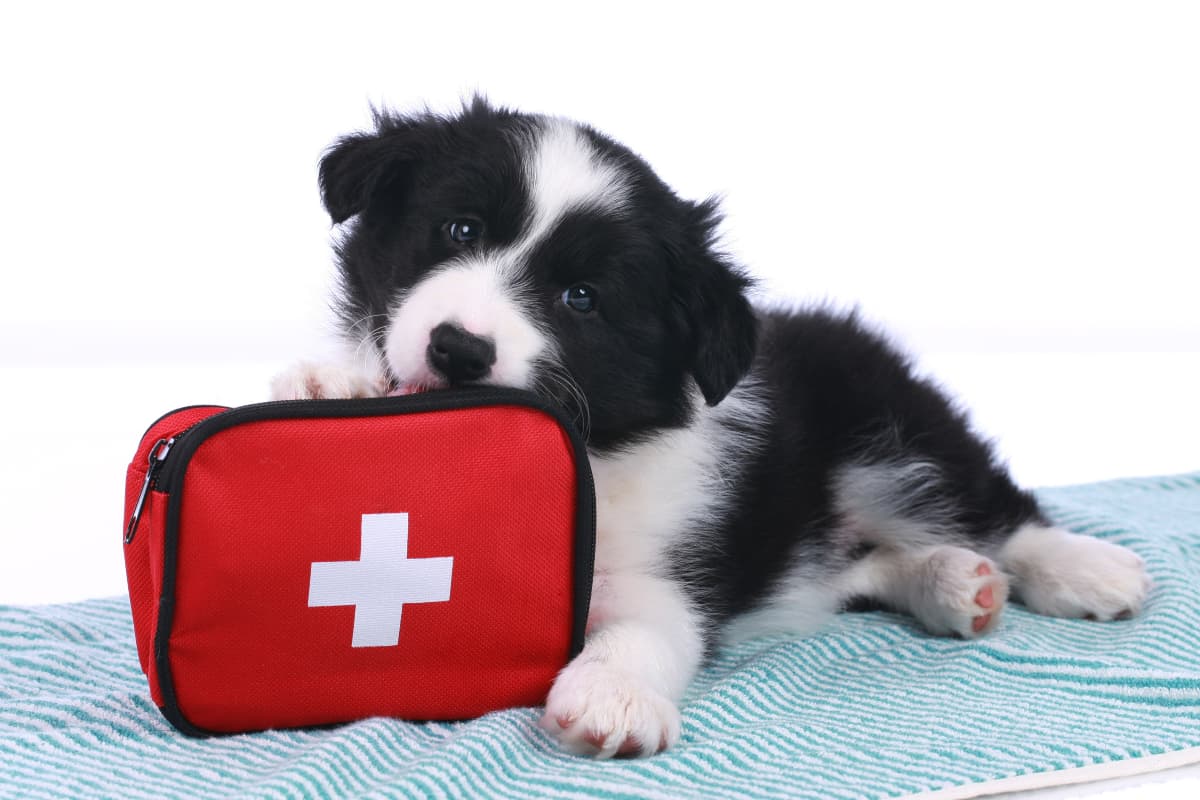 Dog CPR and First Aid Basics That Might Save a Life